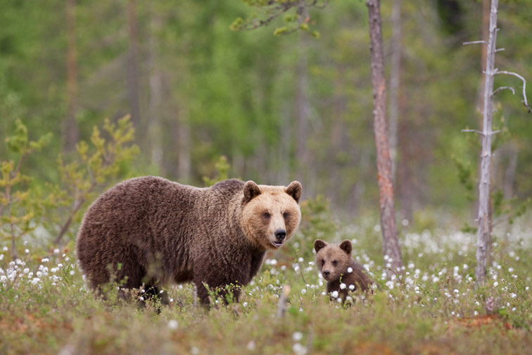 Brown bear (Ursus arctos) female and young cub in tiaga bog, Martinselkonen, Finland, June 2008.